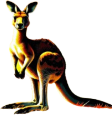 Kangaroo